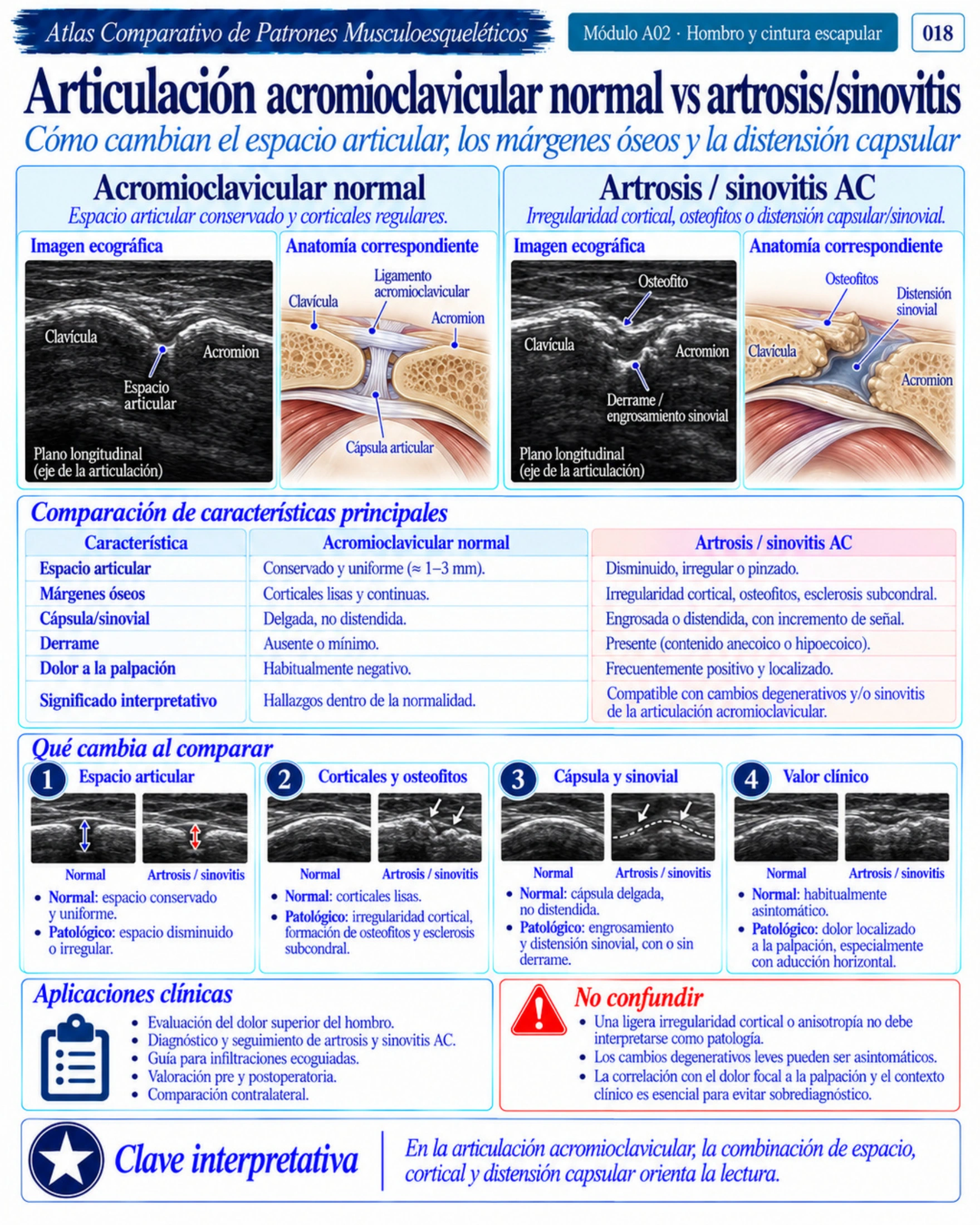 Página 18: Articulación acromioclavicular: comparación. Muestra del material educativo de ecografía musculoesquelética.