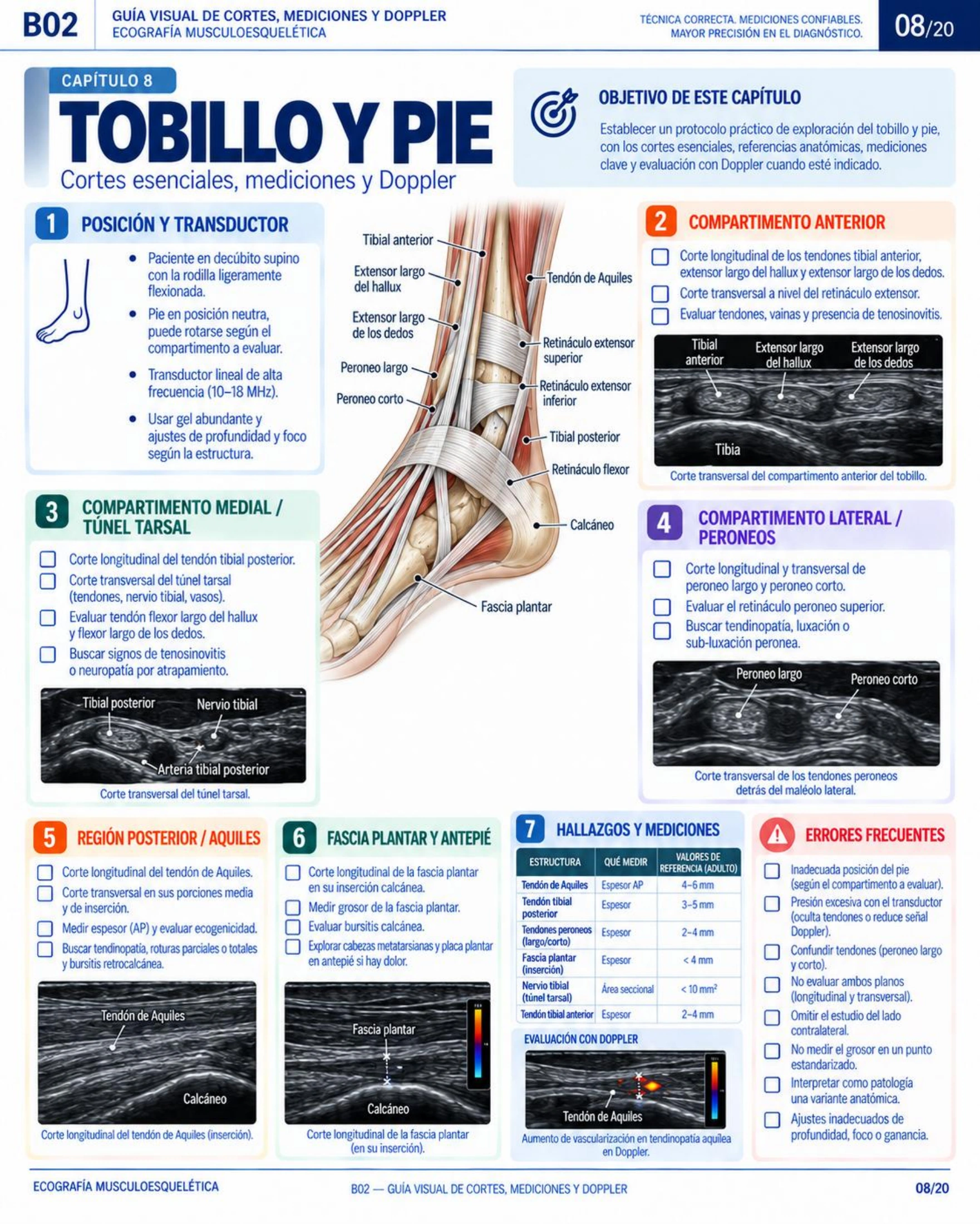 Página 8: Tobillo y pie: cortes esenciales. Muestra del material educativo de ecografía musculoesquelética.